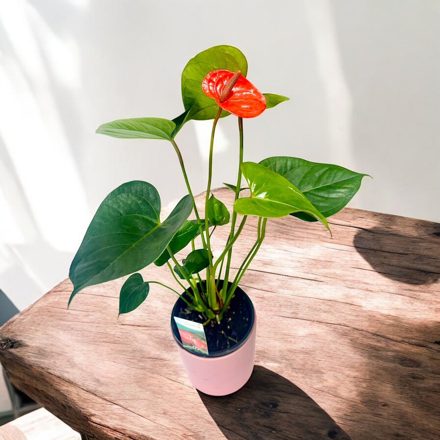 Anthurium