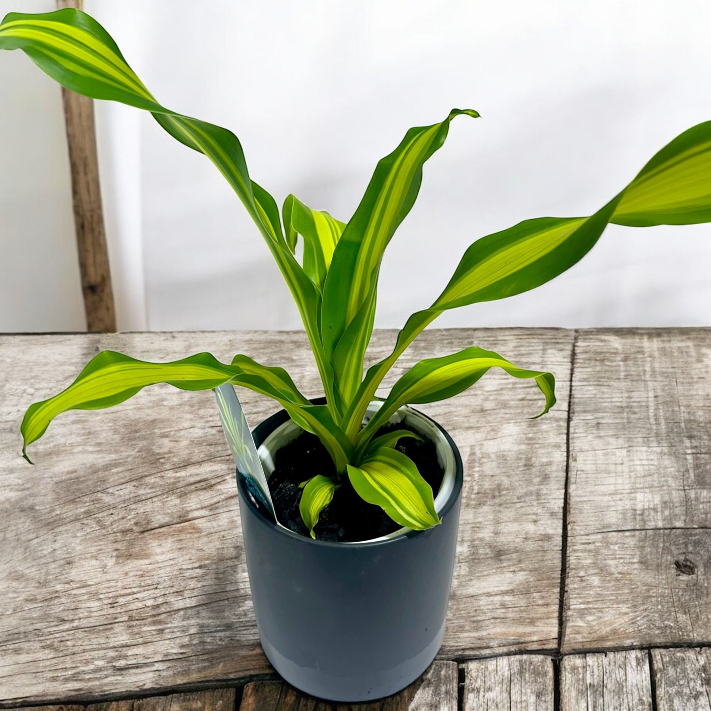 Dracaena Goldcord
