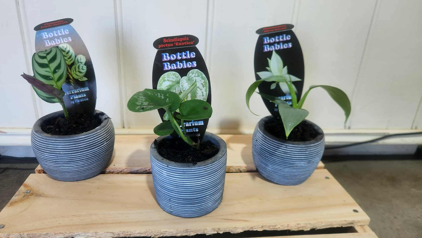 Bottle Babies
