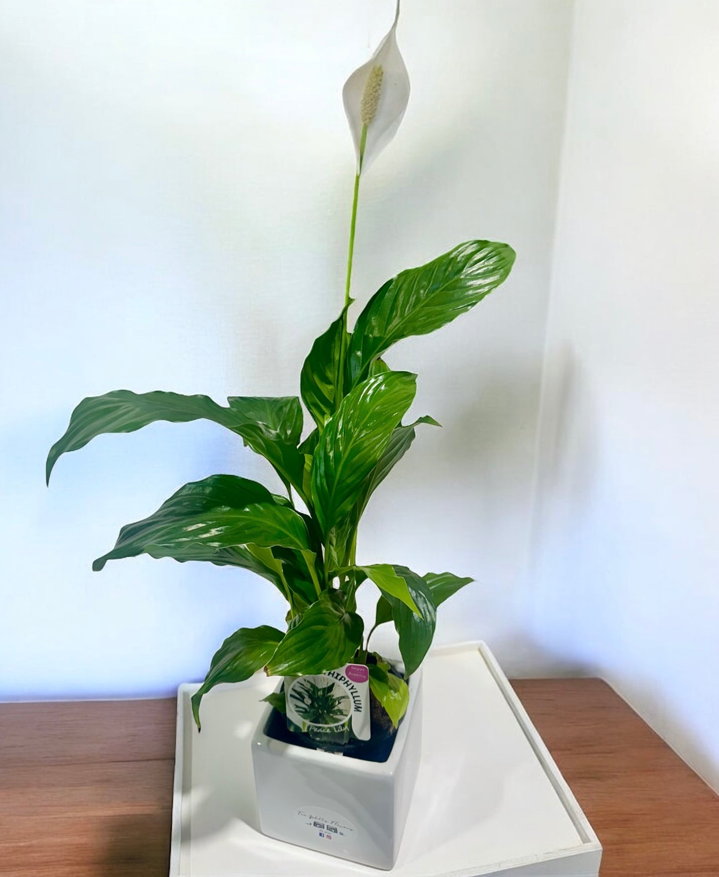 Spathiphyllum - Peace Lilly