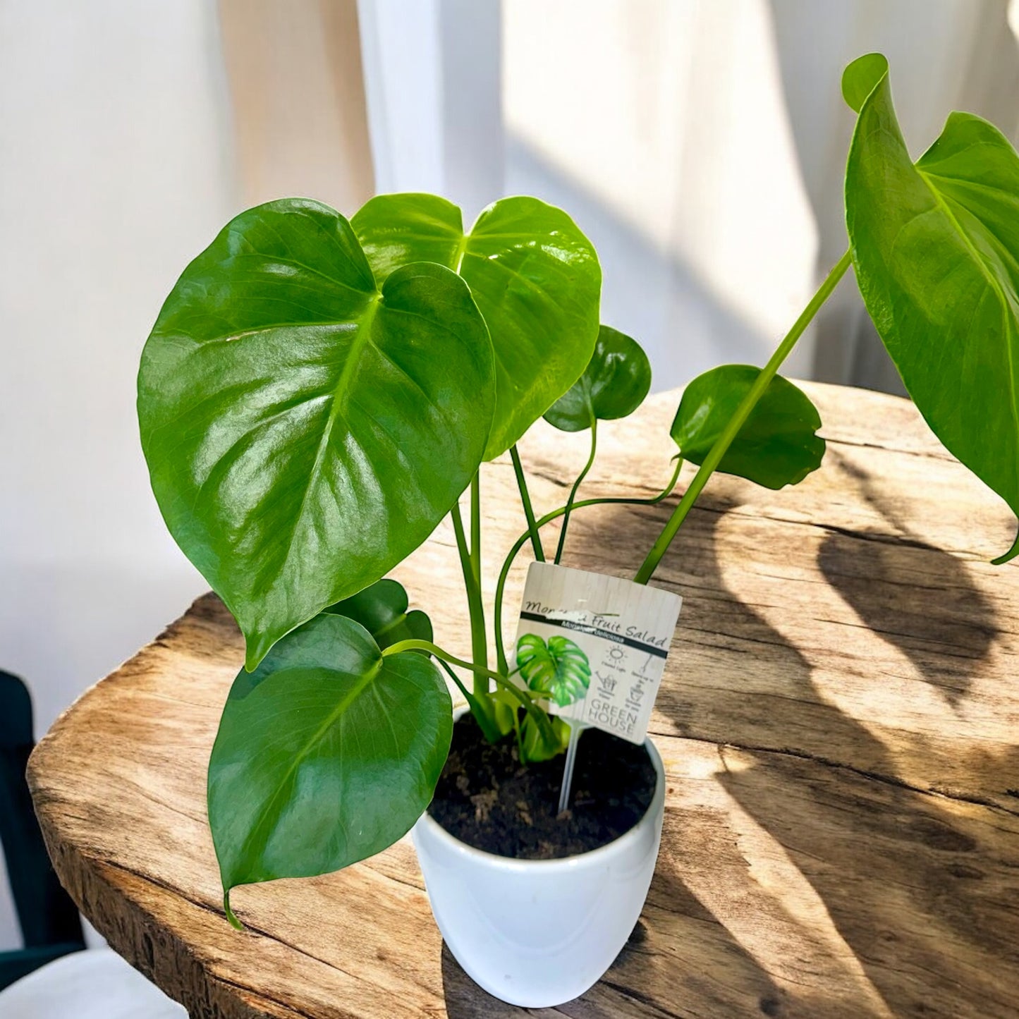 Monstera Fruit Salad