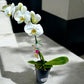 PHALAENOPSIS ORCHID