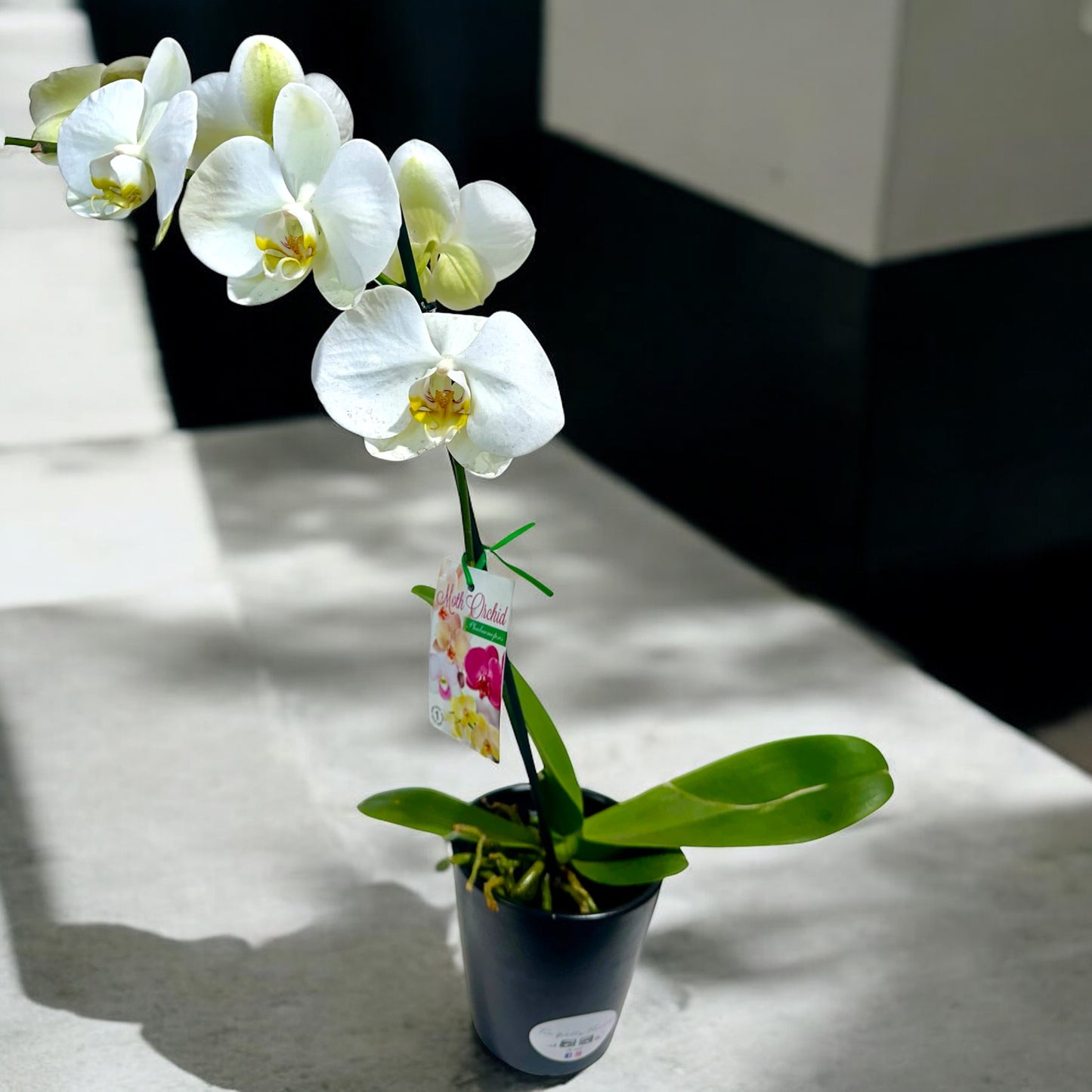 PHALAENOPSIS ORCHID