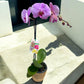 PHALAENOPSIS ORCHID